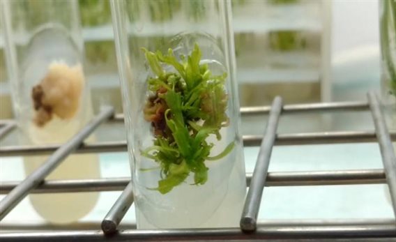 植物組培 植物組培